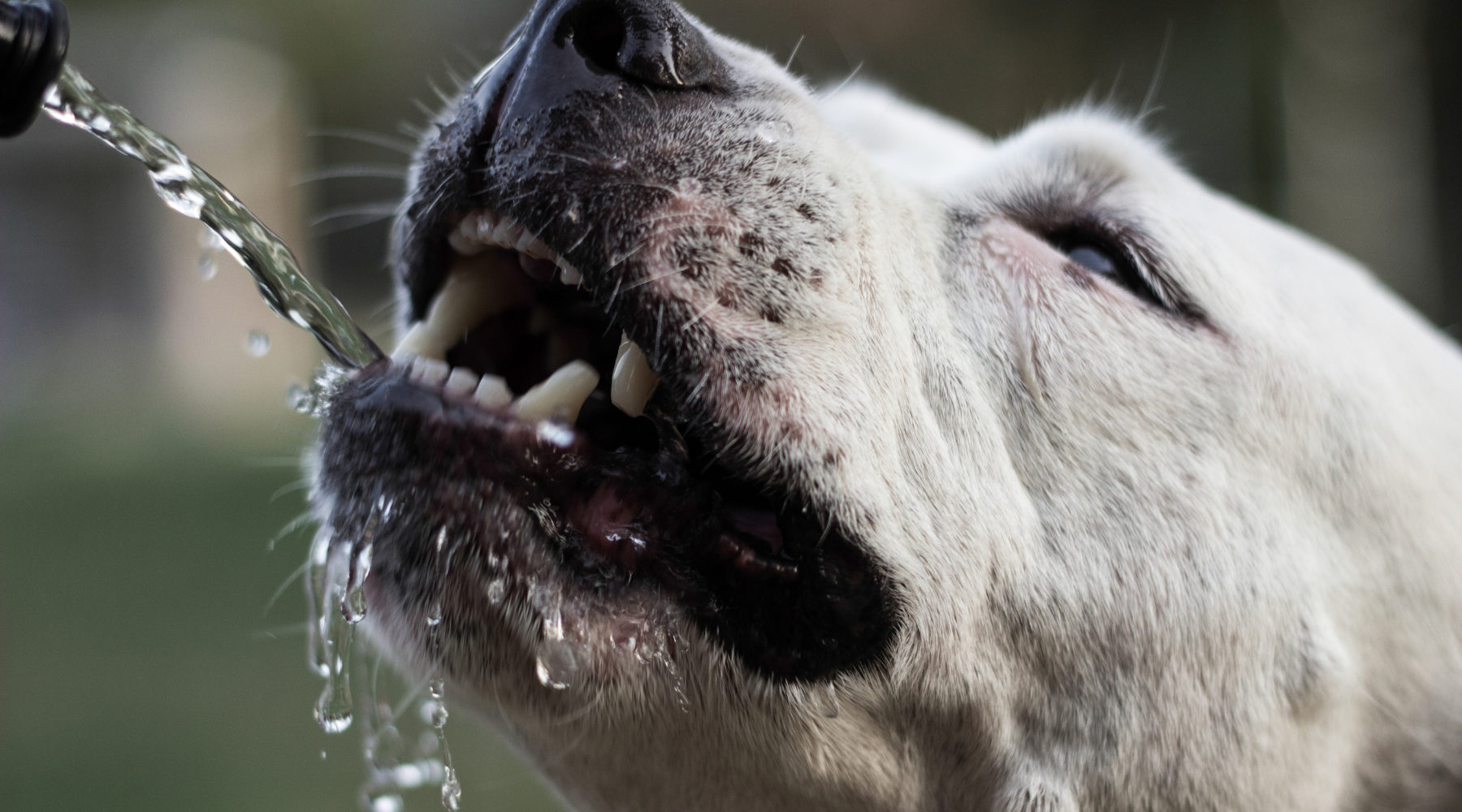 A Guide to Cleaning and Maintaining Portable Dog Water Bottles