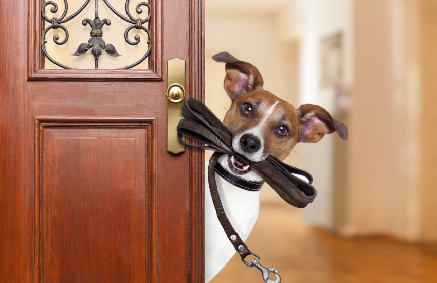 Maintenance Tips for Long-Lasting Use of Dog Leash and Collar