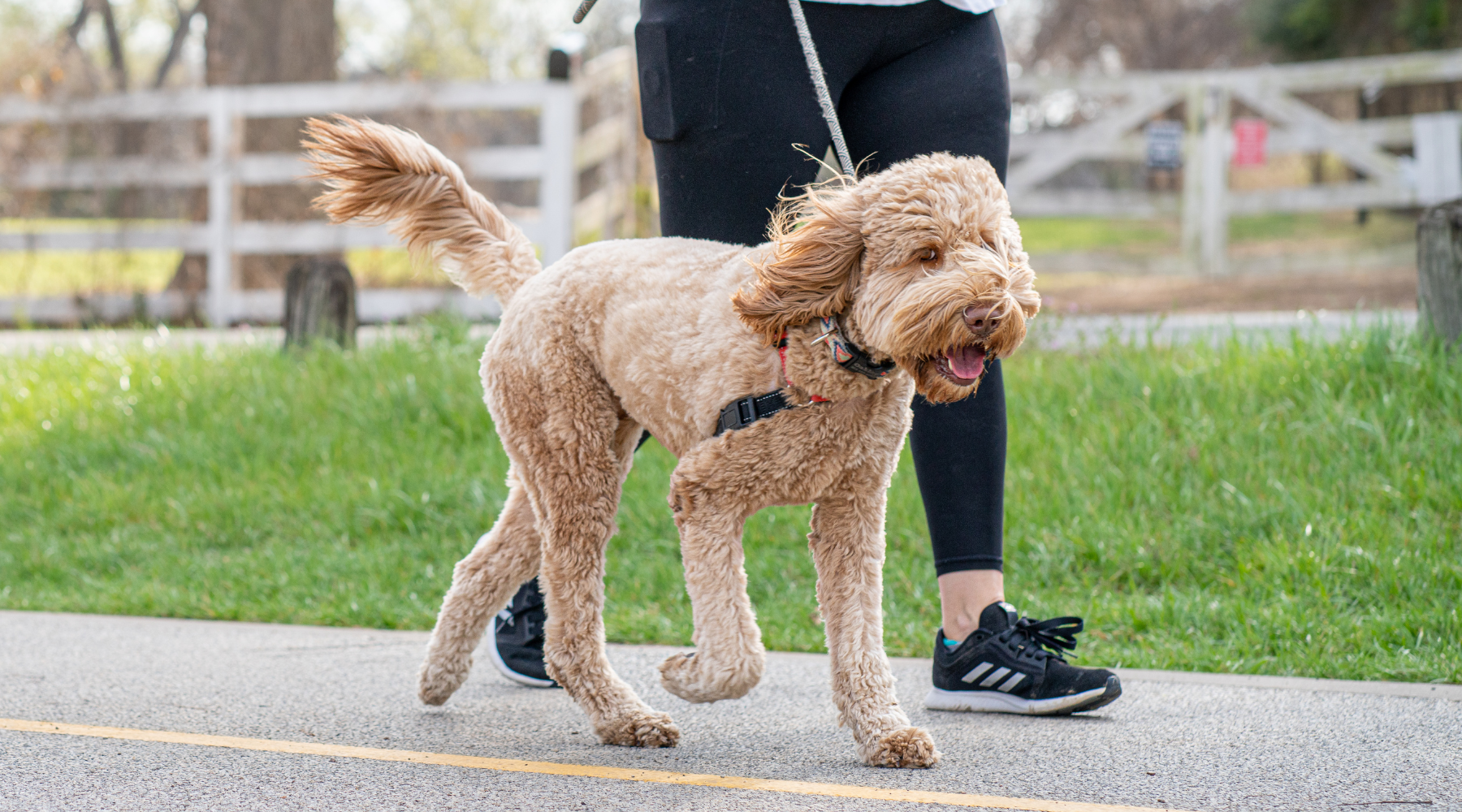 Heatstroke Alert: How to Keep Your Dog Safe During Hot Temperature Walks