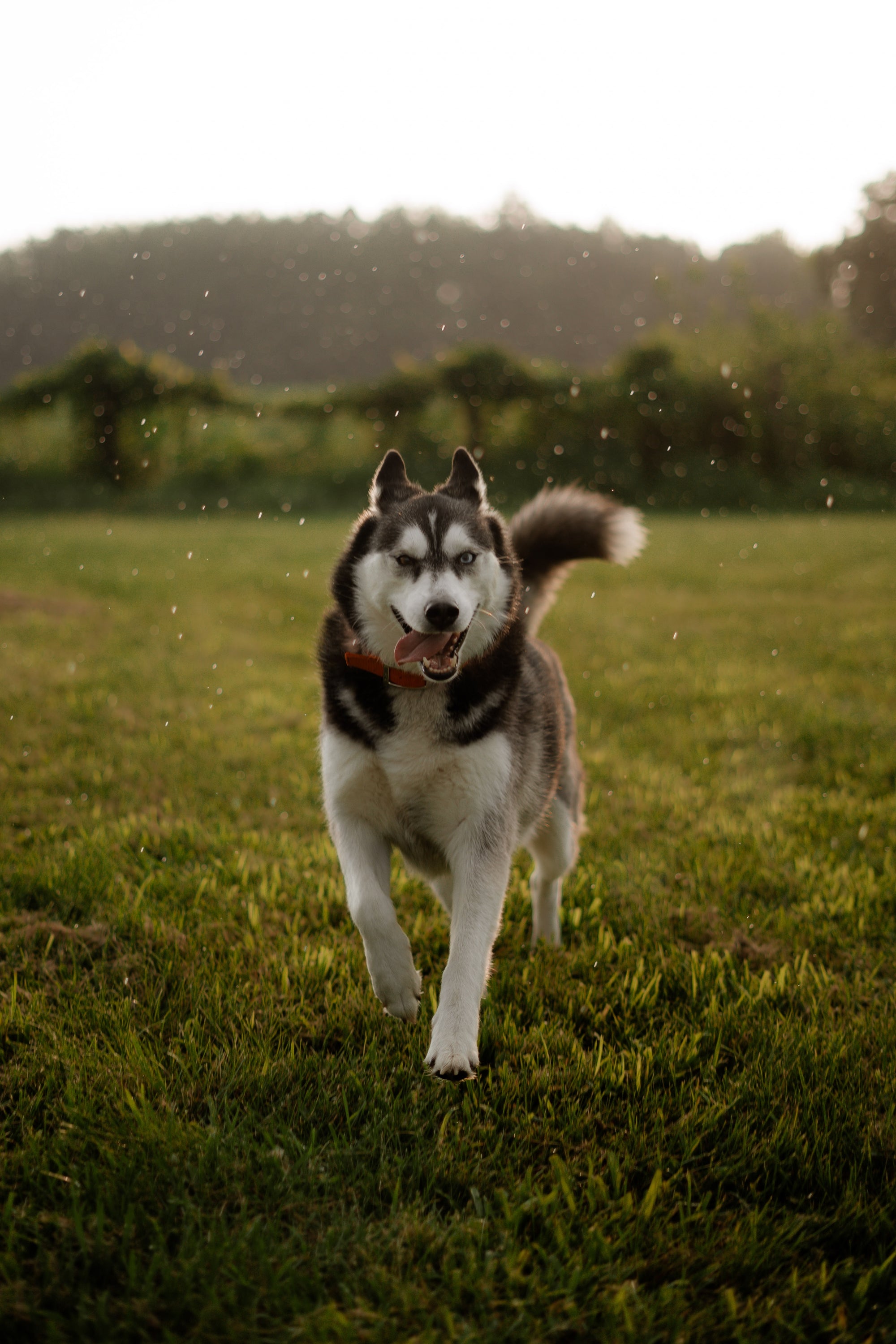 7 Must-Have Dog Walking Essentials | Rainy Day Adventures