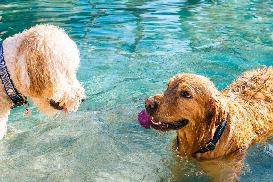 Summer Safety 101: Keeping Your Dog Comfortable in the Summer